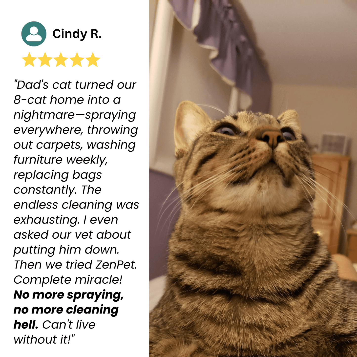 Give Your Cat the Peace of Mind they Deserve with PawZen